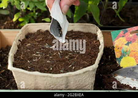 Aussaat von französischen Ringelblumen in ein Tablett. Start von französischen Ringelblumen (Tagetes patula) Zwerg Doppelte gemischte Samen in einem Tablett UK Stockfoto