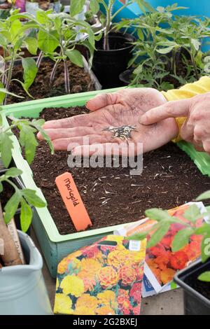 Aussaat von französischen Ringelblumen in ein Tablett. Start von französischen Ringelblumen (Tagetes patula) Zwerg Doppelte gemischte Samen in einem Tablett UK Stockfoto