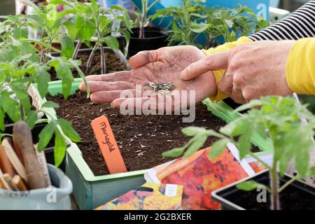 Aussaat von französischen Ringelblumen in ein Tablett. Start von französischen Ringelblumen (Tagetes patula) Zwerg Doppelte gemischte Samen in einem Tablett UK Stockfoto