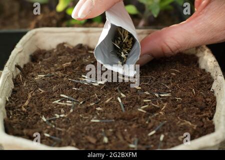 Aussaat von französischen Ringelblumen in ein Tablett. Start von französischen Ringelblumen (Tagetes patula) Zwerg Doppelte gemischte Samen in einem Tablett UK Stockfoto