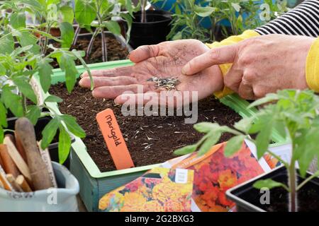 Aussaat von französischen Ringelblumen in ein Tablett. Start von französischen Ringelblumen (Tagetes patula) Zwerg Doppelte gemischte Samen in einem Tablett UK Stockfoto