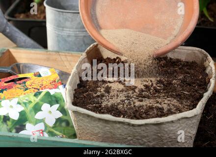 Feine Blumensamen, gemischt mit Gartenbausand, um eine gleichmäßige Verteilung vor der Aussaat in ein Tablett zu unterstützen - Nicotiana x Sanderae 'Fragrant Cloud' Stockfoto