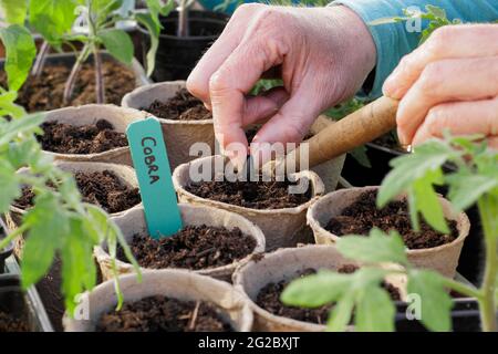 Aussaat kletternder französischer Bohnen in Töpfe. Phaseolus vulgaris 'Cobra' einzeln von Hand in biologisch abbaubare Töpfe säen. VEREINIGTES KÖNIGREICH Stockfoto
