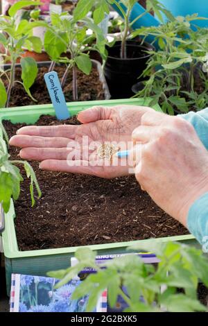 Aussaat jährlicher Kornblumenkernsamen. Aussaat von Samen von winterharten jährlichen Centaurea cyanus 'Jubilee Gem' in eine Samenschale Großbritannien Stockfoto