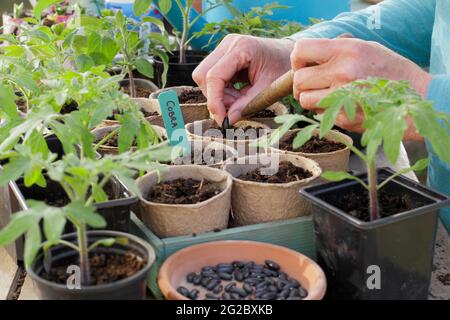 Aussaat kletternder französischer Bohnen in Töpfe. Phaseolus vulgaris 'Cobra' einzeln von Hand in biologisch abbaubare Töpfe säen. VEREINIGTES KÖNIGREICH Stockfoto