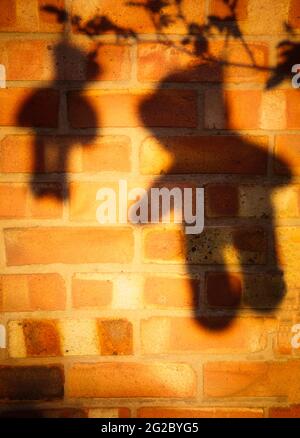 Kleiner und großer Teddy trägt Schatten Silhouetten Umrisse auf Backsteinmauer. Konzept der Intrige, Neugier, verlorene Kindheit, Geheimnis Stockfoto