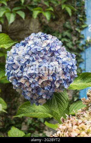 Große blaue Blüte eines Hortensienbusches im Spätsommer Stockfoto