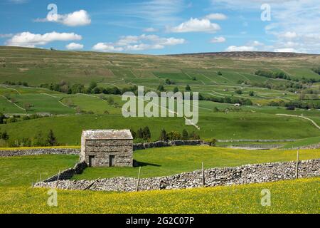 Traditionelle Feldbuden und Trockenmauern mit Blick über Wensleydale von Bainbridge, Wensleydale, Yorkshire Dales, Großbritannien Stockfoto