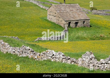 Traditionelle Feldscheune und Trockensteinmauern in der Nähe von Hawes, Wensleydale, Yorkshire Dales, Großbritannien Stockfoto