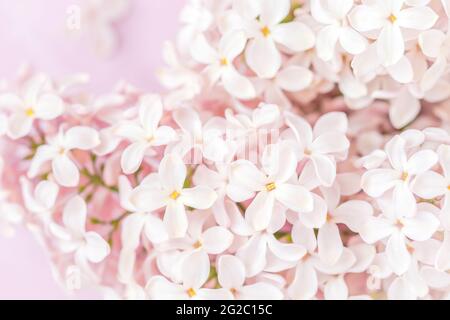 Blassrosa Fliederblüten auf rosa Hintergrund, Nahaufnahme Stockfoto