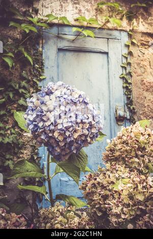 Große blaue Blüten und mehrere verwelkte Dolden auf einem Hortensienbusch vor einer alten blauen Holztür, Vintage-Stil, vertikal Stockfoto