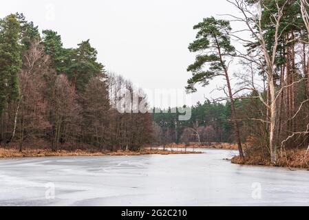 Ein gefrorener, eisbedeckter, gewundener Fluss, der durch einen Winterwald fließt. Grüne Kiefern, braune Büsche und Zweige ragen aus dem Eis. Winterwald Stockfoto