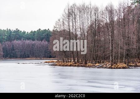 Ein gefrorener, eisbedeckter, gewundener Fluss, der durch einen Winterwald fließt. Grüne Kiefern, braune Büsche und Zweige ragen aus dem Eis. Winterwald Stockfoto