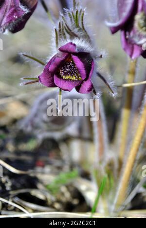 Blühende Pflanze von Pulsatilla patens (östliche Paspelblüte, Präriekrokus, Schnittblatt-Anemone), violette Blütenblätter, behaarte Blätter, Nahaufnahme von Details, verschwommenes Gras Stockfoto