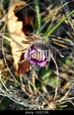 Blühende Pflanze von Pulsatilla patens (östliche Paspelblüte, Präriekrokus, Schnittblatt-Anemone), violette Blütenblätter, behaarte Blätter, Nahaufnahme von Details, verschwommenes Gras Stockfoto