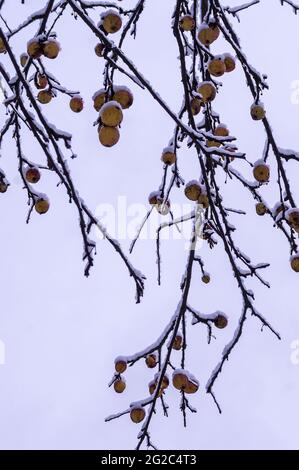 Äpfel mit Schnee bedeckt. Schneebedeckter Baum. Viel Schnee auf den Ästen. Schnee im Herbst. Stockfoto
