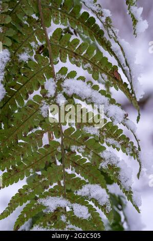 Der erste Schnee im Herbst. Grüne Blätter im Schnee. Farn im Schnee. Schneeflocken auf dem grünen Gras. Stockfoto