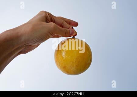 Passionsfrucht auf der Hand in einem hellen Hintergrund Stockfoto