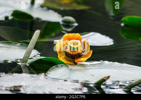 Eine hübsche gelbe Seerose, umgeben von Lilypaden in ruhigem Wasser am Fernan Lake im Norden von Idaho. Stockfoto