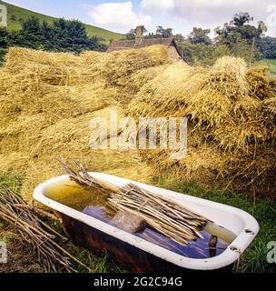 Haselstacheln in einem alten Bad und Bündeln von traditionellem Weizenstroh für einen thatcher, der ein Ferienhaus im Exmoor-Dorf Luccombe stroht Stockfoto