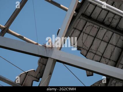 Ein kleiner Falke, ein Eyass, in einem Nest in der Unisphere im Flushing Meadows Corona Park in Queens, New York. Stockfoto