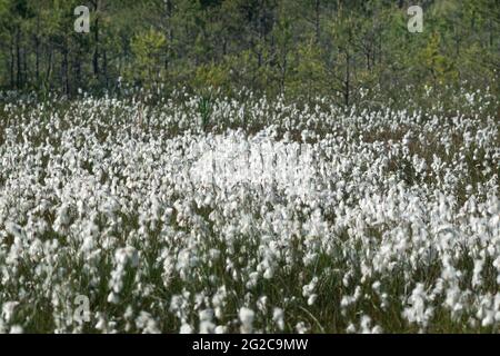 Blühendes gewöhnliches Baumwollgras (Eriophorum angustifolium) auf einer feuchten Waldwiese Stockfoto