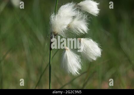 Flauschig blühendes gewöhnliches Baumwollgras (Eriophorum angustifolium) Nahaufnahme selektiver Fokus Stockfoto