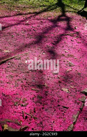 Malaiischer Apfel blüht (Syzygium malaccense) auf dem Boden Stockfoto