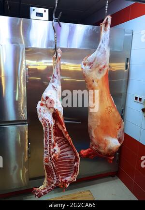 Fleischindustrie, Fleisch, Lamm hängen im Kühlhaus, hängt an Haken hinter einer Glasscheibe, Glastheke in einem Geschäft. Halal-Schneiden. Stockfoto