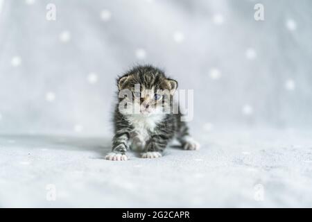 Zwei Wochen altes Tricolor-Kreuzkätzchen mit kaum geöffneten blauen Augen auf grauem Hintergrund. Adoption von Haustieren, Tierpflege Stockfoto
