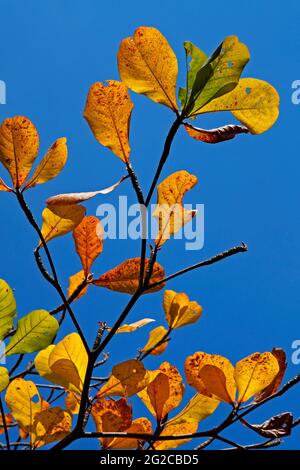 Tropischer Mandelbaum im Herbst (Terminalia catappa) Stockfoto