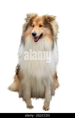 Collie Hund isoliert auf weißem Hintergrund. Brauner Sheltie Hund rauer Collie. Scottish Shepherd - lassie. Stockfoto