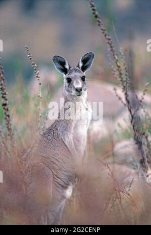 Australien. Wildtiere. Beuteltier. Graues Känguru in der Landschaft. Macropus giganteus. Stockfoto