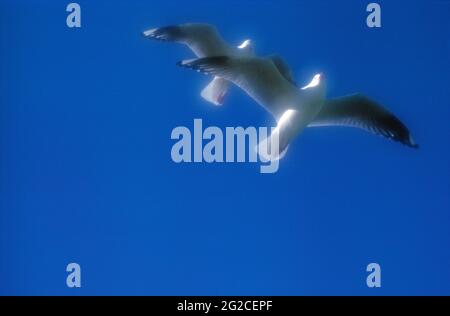 Australien. Wildtiere. Silbermöwen im Flug. Larus novaehollandiae. Stockfoto