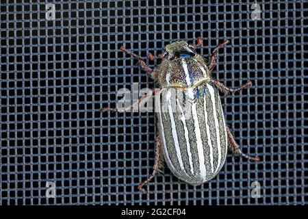 Großer Wassermelonenkäfer - EIN großer Wassermelonenkäfer (zehnsäumter juni-Käfer), der auf unserer Bildschirmtür thront. Stockfoto