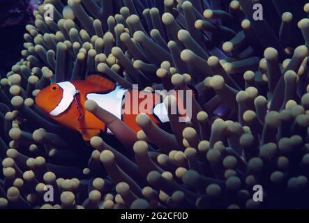Papua-Neuguinea. Unterwasserwelt. Clownfische (Amphiprion ocellaris) in Anemone. Stockfoto