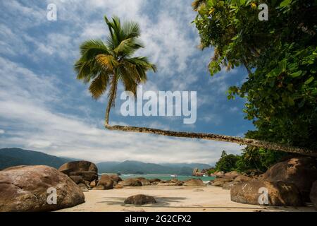 Palmen, Brasilianische Insel, Strand. Weißer Sand und blauer Himmel. Lifestyle-Traum. Praia do Aventureiro, Ilha Grande, Brasilien Paradies auf Erden Stockfoto