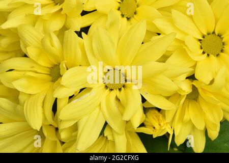 Hintergrund von gelben Blüten der Chrysantheme (Chrysantheme indicum). Garten Topfpflanze im Frühjahr. Stockfoto