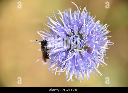 Schwarze Biene thront auf der Globularia vulgaris Blume. Lebendige blaue Blume an einem sonnigen Frühlingstag. Stockfoto