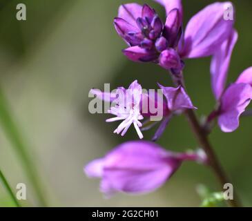 Makrodetail der rosa Blume der Polygala vulgaris Pflanze. Das Hotel liegt neben einer Bergwaldstraße in La Rija. Stockfoto