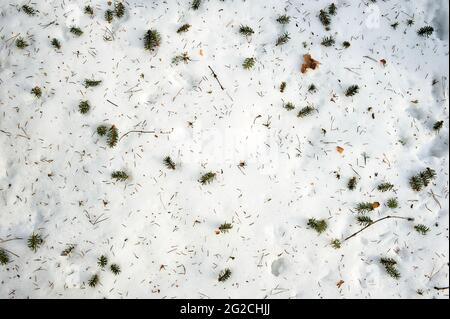 Gefallene Nadeln vom Weihnachtsbaum liegen auf Schnee, Hintergrund, Textur Stockfoto