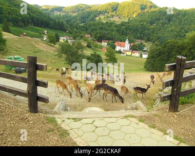 Herde von Saiga-Antilopen grasen in einem ländlichen Gebiet Stockfoto