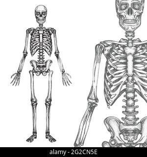 Menschliches Skelett handgezeichnete Vektor-Illustrationen Set. Teil der menschlichen Skelett Grafik. Stock Vektor