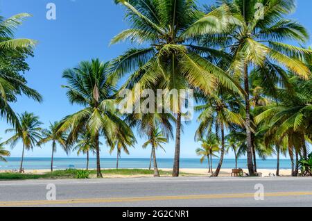 Kokospalmen am Meer an sonnigen Tagen und blauem Himmel am Strand von Porto Seguro, Bahia, Brasilien. Stockfoto