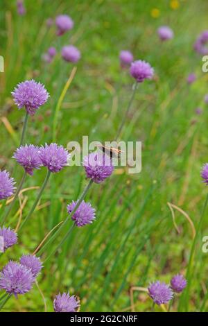 Eine Nahaufnahme einer gemalten Schmetterlingsdame, die Nektar aus einer Schnittblume trinkt Stockfoto