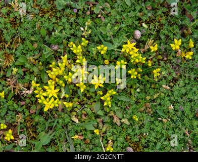 Beißende Stonecrop - Sedum Acre, wächst wild in Braunton Burrows, Devon, England. Stockfoto