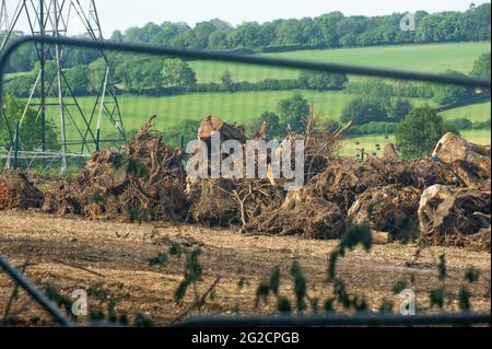 Aylesbury Valle, Buckinghamshire, Großbritannien. Juni 2021. HS2 Ltd hat ein großes Gebiet von uralten Wäldern in Jones Hill Wood zerstört. Baumwurzeln werden hoch aufgehäuft, wie Haufen der Bäume sind, die gechipt worden sind. Die Hochgeschwindigkeitsbahn 2 von London nach Birmingham ist sowohl aufgrund der finanziellen als auch der Umweltkosten sehr umstritten. Quelle: Maureen McLean/Alamy Stockfoto