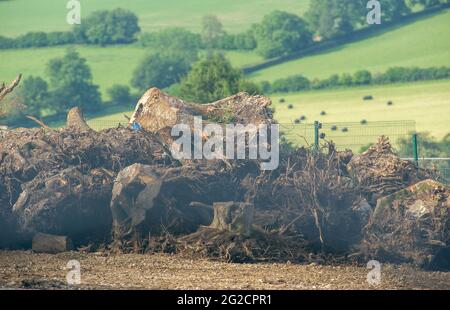 Aylesbury Valle, Buckinghamshire, Großbritannien. Juni 2021. HS2 Ltd hat ein großes Gebiet von uralten Wäldern in Jones Hill Wood zerstört. Baumwurzeln werden hoch aufgehäuft, wie Haufen der Bäume sind, die gechipt worden sind. Die Hochgeschwindigkeitsbahn 2 von London nach Birmingham ist sowohl aufgrund der finanziellen als auch der Umweltkosten sehr umstritten. Quelle: Maureen McLean/Alamy Stockfoto