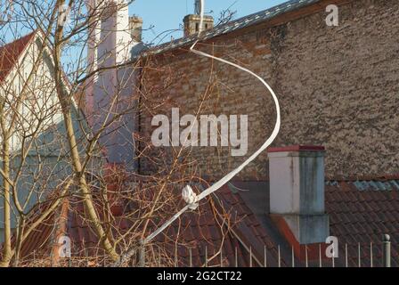 In einem Baum in der Stadt steckt Plastik. Müll in Tallinn, Estland 2021 Stockfoto