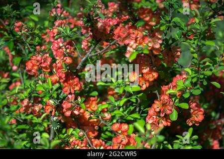 Ein blühender Quitten-Busch ist mit roten Blüten vor einem Hintergrund hellgrüner Blätter übersät. Hintergrund. Selektiver Fokus. Stockfoto